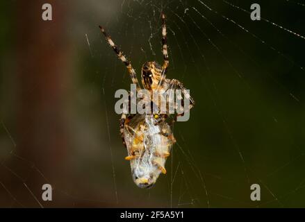 Araignée de jardin européenne avec proie, une mouche, enveloppée dans de la soie et stockée pour une consommation ultérieure. Banque D'Images