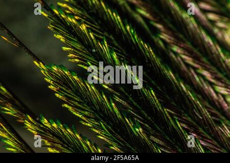 Prises de vue macro d'une plume de paon Banque D'Images