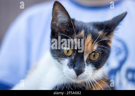 Portrait d'un chaton calico dans les mains de personnes Banque D'Images