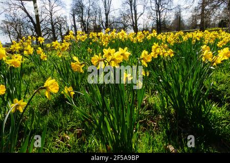 Les jonquilles printanières fleurissent au soleil. Angleterre Banque D'Images