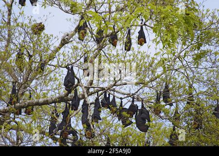 Bat aux fruits spectaculaires - roost de jour le long de la rivière Pteropus oscillatus Daintree Queensland, Australie MA003197 Banque D'Images