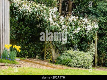 Clematis Armandii grandit dans un jardin de campagne. Banque D'Images