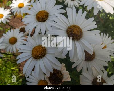 Floraison de marguerites. Oxeye daisy, Leucanthemum vulgare, Marguerites, Dox-eye, Common daisy, Daisy, daisy chien Lune. Concept de jardinage Banque D'Images