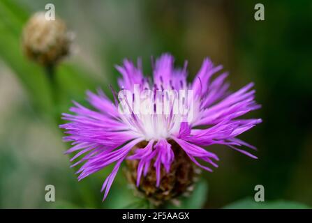 Le bleuet, Centaurea dealbata Banque D'Images