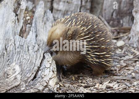 Echidna à bec court - recherche de nourriture Tachyglossus aculeatus captive Australie MA003215 Banque D'Images