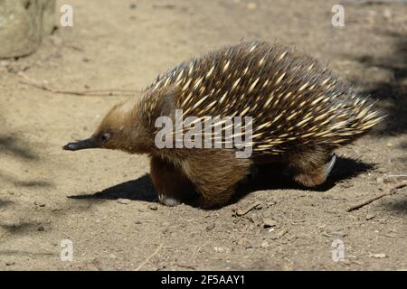 Echidna à bec court - recherche de nourriture Tachyglossus aculeatus captive Australie MA003222 Banque D'Images