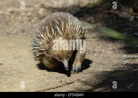 Echidna à bec court - recherche de nourriture Tachyglossus aculeatus captive Australie MA003223 Banque D'Images