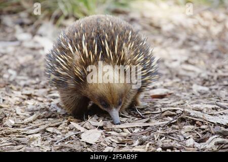 Echidna à bec court - recherche de nourriture Tachyglossus aculeatus captive Australie MA003228 Banque D'Images