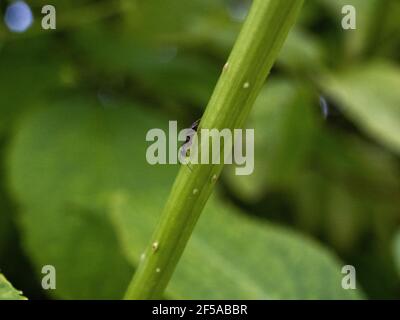 Mouche à vent, mouche à carrion, mouche noire assise sur une feuille de raisin vert de près. Arrière-plan naturel. Banque D'Images