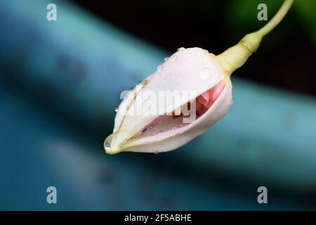 gouttes de pluie sur le bourgeon fuchsia Banque D'Images