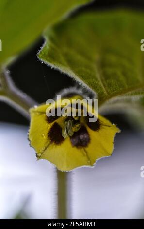 Physalis philadelphica 'Purple de Milpa', fleurs jaunes de Tomatillo aussi connu comme la tomate verte Banque D'Images