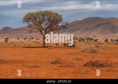 Rhinocéros noirs à la savana en Namibie, paysage de montagne d'arrière-plan avec arbres Banque D'Images