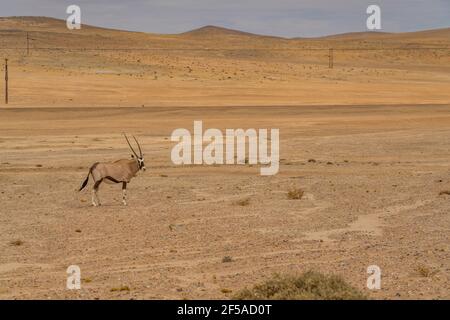 Oryx ou antilope avec de longues cornes dans le désert du Namib, parc national Namib Naukluft, Namibie, Afrique. Banque D'Images