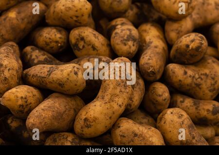 Pommes de terre biologiques fraîches et mûres, légumes sales dans la vue du dessus du champ Banque D'Images