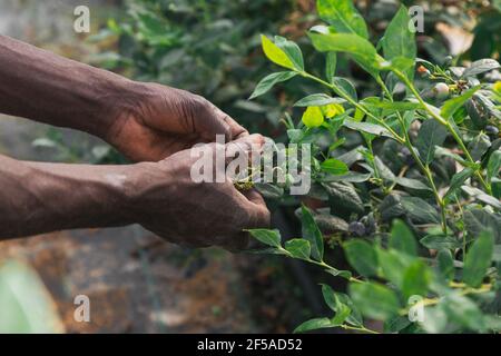 Homme africain travaillant à la main et cueillant des bleuets dans une ferme biologique. Mains noires. Concept d'agriculture classique Banque D'Images
