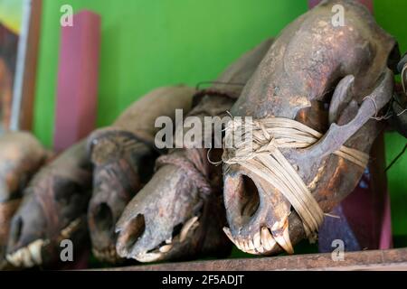 Crânes d'animaux exposés au Musée Mindat, Myanmar Banque D'Images