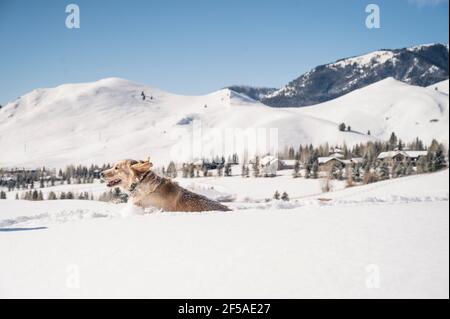 Chien Golden Retriever qui traverse une neige profonde à Ketchum, ID Banque D'Images