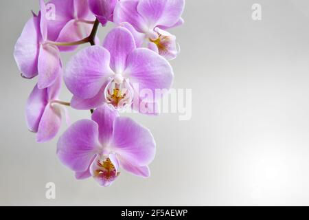 Une branche d'orchidée en fleurs, filmée en gros plan sur un fond gris Banque D'Images