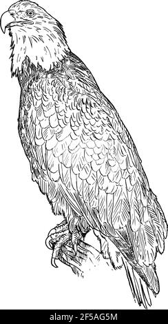 Oiseau aigle à tête blanche. Dessin vectoriel ou illustration Illustration de Vecteur