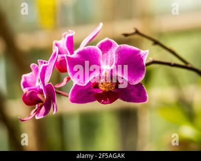 Fleur d'orchidée violette phalaenopsis, phalaenopsis ou falah sur fond blanc. Fleurs de phalaenopsis pourpres sur la droite. Connues sous le nom d'orchidées de papillon. Banque D'Images