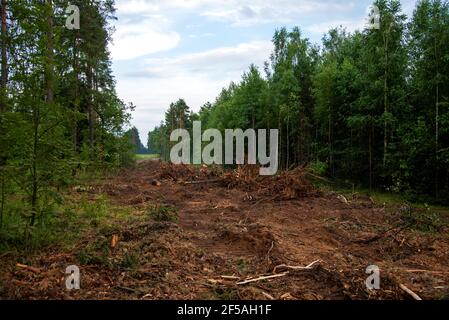 Grande quantité de bois d'épicéa coupé et empilé dans la forêt pour le transport. Pile de grumes coupées. Industrie forestière. Grumes de bois à l'abattage illégal. D Banque D'Images