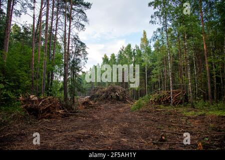 Grande quantité de bois d'épicéa coupé et empilé dans la forêt pour le transport. Pile de grumes coupées. Industrie forestière. Grumes de bois à l'abattage illégal. D Banque D'Images