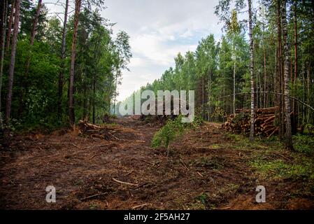 Grande quantité de bois d'épicéa coupé et empilé dans la forêt pour le transport. Pile de grumes coupées. Industrie forestière. Grumes de bois à l'abattage illégal. D Banque D'Images