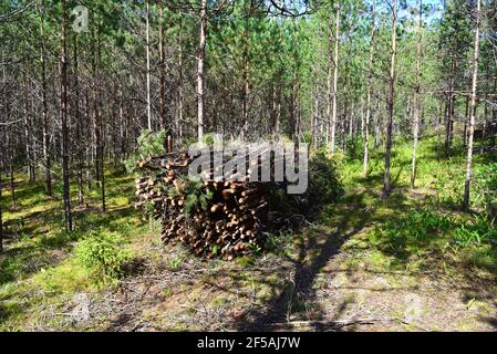 Grande quantité de bois d'épicéa coupé et empilé dans la forêt pour le transport. Arrière-plan de la pile de journaux de découpe. Industrie forestière. Grumes de bois à illégal Banque D'Images