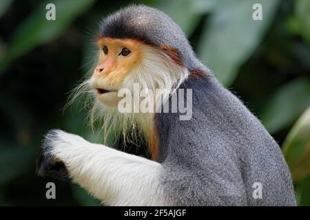 Douc Langur MonkeyPygathrix nemaeus Zoo de Singapour MA003483 Banque D'Images