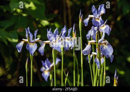 Fleur et bourgeons d'un Iris sibirica Banque D'Images