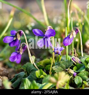 Gros plan des violettes de mars florantes entre les lames d'herbe et de petites fleurs dans un pré Banque D'Images