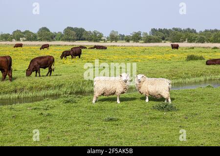 Bétail et moutons paître dans le marais Romney de Fairfield, Kent, Royaume-Uni Banque D'Images