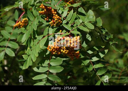 Brosse avec les baies mûres de red mountain ash sur une branche avec des feuilles vertes de forme oblongue Banque D'Images