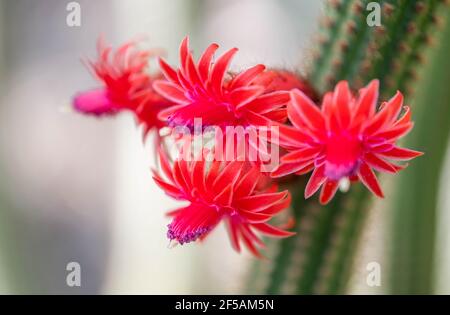 Macro gros plan de fleurs pourpres rose d'Echinopsis Lobivia cactus hybride isolé sur blanc Banque D'Images