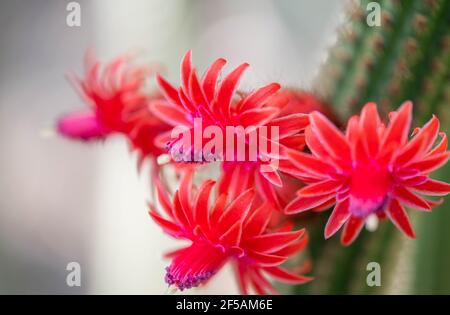 Macro gros plan de fleurs pourpres rose d'Echinopsis Lobivia cactus hybride isolé sur blanc Banque D'Images