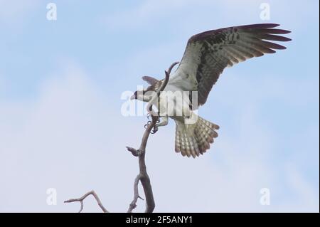 Osprey - Perching on Dead TreePandion haliatus Finlande BI014776 Banque D'Images