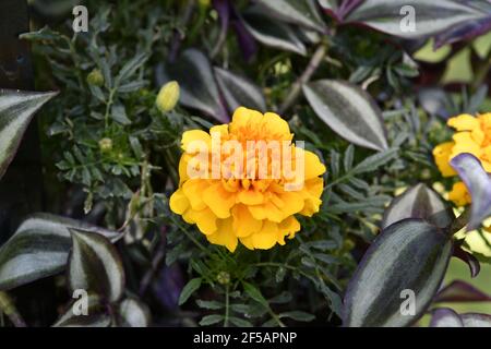 Tagètes (Tagetes erecta, mexicains, Aztec marigold souci, souci de l'Afrique) Banque D'Images