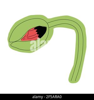 Fleur de pavot, bouton, croquis et imitation aquarelle. Illustration de Vecteur