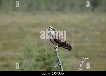 Osprey Pandion haliatus Finlande BI014847 Banque D'Images