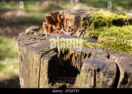 Arbre avec de la mousse sur les racines dans une forêt verte ou de la mousse sur le tronc de l'arbre. Écorce d'arbre avec mousse verte. Banque D'Images