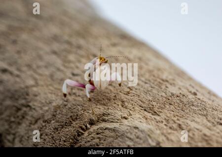 Un L2 instar Orchid mantis nymphe, sur un morceau de bois sec, sur un fond blanc. Banque D'Images