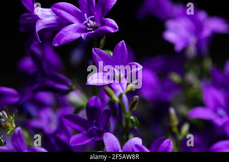 Fleur de 'Ithuriel's Spear' (ou Tritéléia commun, Grassnut, Triplet Lily) à Saint-Gall, Suisse. Son nom latin est Triteleia Laxa (Syn Brodiaea Lax Banque D'Images