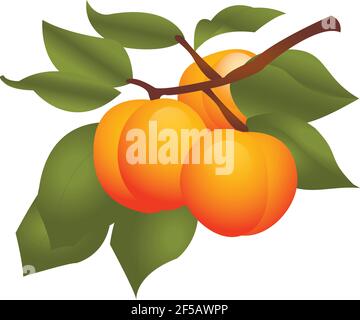 Fruits abricot sur illustration vecteur végétal isolée sur fond blanc Illustration de Vecteur