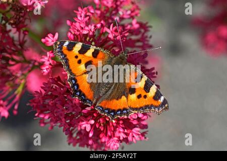 Petit papillon Tortoiseshell sur FleurerAglais urticae Essex, Royaume-Uni IN001069 Banque D'Images