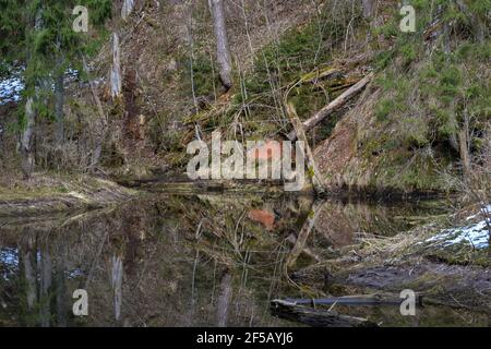 falaises de grès sur la rive d'une rivière forestière avec un reflet parfait dans l'eau et les conifères verts sur la rive. Paysage de printemps Banque D'Images