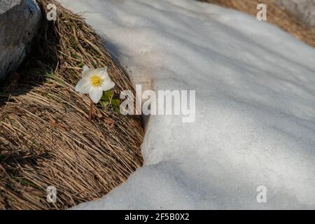 chute de neige fraîchement gonflée dans la neige Banque D'Images