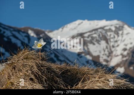 chute de neige fraîchement gonflée dans la neige Banque D'Images