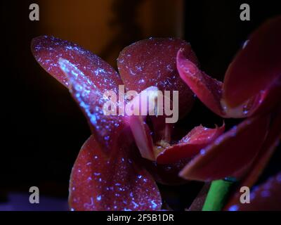 Des orchidées étonnantes à la lumière UV. Banque D'Images