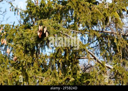 De beaux cônes longs ouverts sur des branches d'épinette verte sont illuminés par des rayons de printemps ensoleillés sur le fond d'un ciel bleu. Banque D'Images