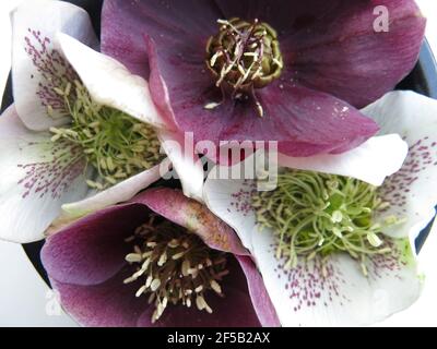 Vue aérienne des fleurs coupées des hellébores, Helleborus, selon un modèle symétrique de quatre; deux pourpres et deux blancs. Banque D'Images